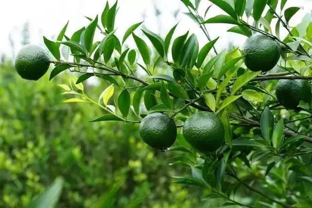 專注新會小青柑普茶，倡導(dǎo)有品生活的摯調(diào)，成功制勝海外市場